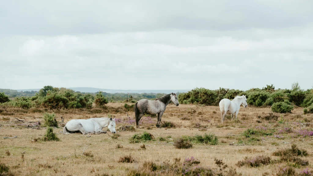 The New Forest Ponies