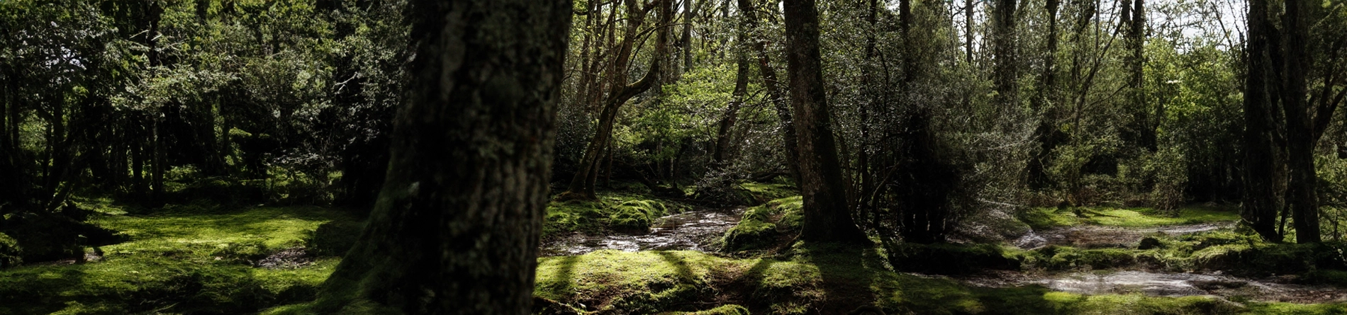 The New Forest National Park Destination Guide